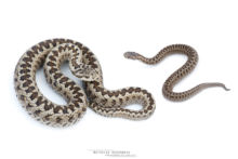 Vipera ursinii, Vipère d'Orsini, Orsini viper, France, Matthieu Berroneau, fond blanc, white background, adulte, jeune, young, adult