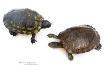 Trachemys scripta, Red-eared slider, Trachémyde écrite, tortue de floride, Matthieu Berroneau, fond blanc, mâle, femelle