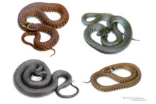 Natrix helvetica, Natrix astreptophora, Couleuvre à collier, Couleuvre helvétique, Grass snake, serpent, Matthieu Berroneau, fond blanc, white background