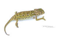 Mediterranean Chameleon, Caméléon européen, Chamaeleo chamaeleon, Maroc, Morocco, Matthieu Berroneau, white background, fond blanc