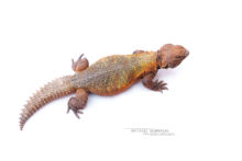 Uromastyx nigriventris, Moroccan Spiny-tailed Lizard, Fouette queue du Maroc, Maroc, Morocco, Matthieu Berroneau, fond blanc, white background