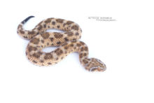 Cerastes vipera, Sahara Sand Viper, Vipère des sables, Matthieu Berroneau, Maroc, Snake, fond blanc, white background, Morocco