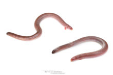 Bipes tridactylus, Lagartija Topo Tres Dedos, Three-toed Worm Lizard, Mexico, Matthieu Berroneau, Méxique, amphisbene, amphisbenea, white background, fond blanc