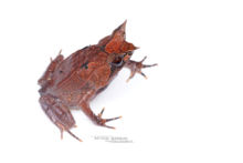 Megophrys nasuta, Long-nosed horned frog, Matthieu Berroneau, Malaisie, Borneo, Malaysia, white background, fond blanc