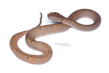 Bornean Palm Pit Viper, Trimeresurus borneensis, Bornéo, Matthieu Berroneau, fond blanc, white background