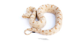 Persian Horned Viper, Pseudocerastes persicus, Israel, Israël, Matthieu Berroneau, fond blanc, white background