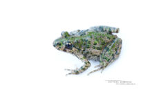 Pelodytes punctatus, Pélodyte ponctué, Matthieu Berroneau, France, Parsley frog, Sapillo moteado común, white background, fond blanc