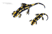 Salamandra salamandra fastuosa, Fire Salamander, Salamandre tachetée, Matthieu Berroneau, fond blanc, white background, stage, stade, croissance, growth