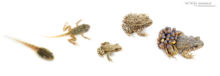 Alytes obstetricans, Alyte accoucheur, Crapaud accoucheur, Common Midwife Toad, Matthieu Berroneau, Sapo partero común, fond blanc, white background, stage, stade, croissance, growth