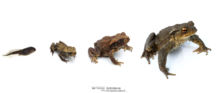 Bufo spinosus, Crapaud common, Crapaud épineux, Sapo, Common toad, Matthieu Berroneau, stade, stage, growth, croissance, white background, fond blanc