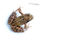 Rana temporaria, Grenouille rousse, Common Frog, Matthieu Berroneau, France, fond blanc, white background