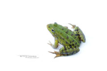 Edible hybrid frog, Pelophylax kl. esculentus, Pelophylax, grenouille verte, Grenouille comestible, Common green frog, Matthieu Berroneau, white background, fond blanc