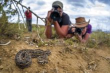 Kenya Horned Viper, Kenya