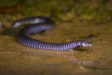 Gaboon Caecilian, Ivory Coast