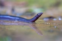 Gaboon Caecilian, Ivory Coast