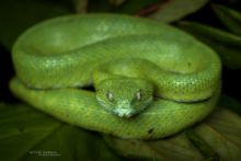 Green Bush Viper, Ivory Coast