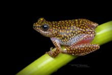 Dotted Reed Frog, Ivory Coast