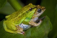 Dotted Reed Frog, Ivory Coast