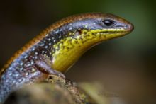 Guinean Forest Skink, Ivory Coast - Scinque de Guinée