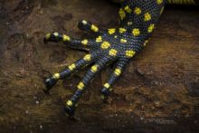 Nile Monitor, Ivory Coast