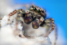 Saltique, Salticidae, araignée, spider, Marpissa muscosa, arachnid, macro, ultra macro, laowa 25 macro, Matthieu Berroneau