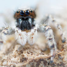 Saltique, Salticidae, Menemerus taeniatus, araignée, spider, arachnid, macro, ultra macro, laowa 25 macro, Matthieu Berroneau