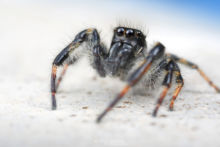 Saltique, Carrhotus xanthogramma, Salticidae, araignée, spider, arachnid, macro, ultra macro, laowa 25 macro, Matthieu Berroneau