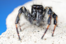 Saltique, Carrhotus xanthogramma, Salticidae, araignée, spider, arachnid, macro, ultra macro, laowa 25 macro, Matthieu Berroneau