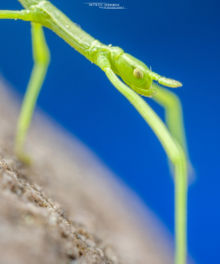 Clonopsis gallica, French stick insect, Phasme gaulois, Gallische wandelende tak, Matthieu Berroneau