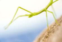 Clonopsis gallica, French stick insect, Phasme gaulois, Gallische wandelende tak, Matthieu Berroneau