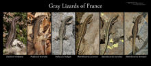 Lézard gris de France continentale