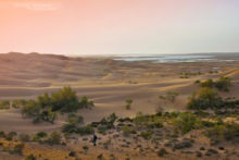 Prospection en Sahara occidental, desert, coucher de soleil, herping, herpéto