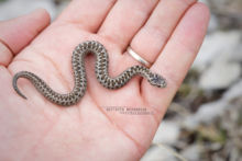 Vipera ursinii, Vipère d'Orsini, Orsini viper, France, Matthieu Berroneau, nouveau-né, young, main, hand