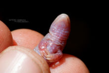 Bipes tridactylus, Lagartija Topo Tres Dedos, Three-toed Worm Lizard, Mexico, Matthieu Berroneau, Méxique, amphisbene, amphisbenea