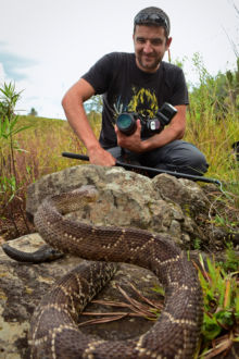 Crotalus basiliscus, Cascabel del Pacífico, Mexican West Coast Rattlesnake, Matthieu Berroneau, Mexico, Méxique, tong, langue, queue, sonnette, rattle