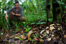 Bitis gabonica, Vipère du Gabon, Gaboon viper, Uganda, Ouganda, Matthieu Berroneau