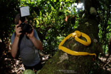 Bothriechis schlegelii, Vipère de Schlegel, Eyelash Viper, Víbora de Pestañas, Costa Rica, Matthieu Berroneau, shooting