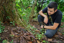 Lachesis stenophrys, Central American bushmaster, Matabuey, Bush master, Costa Rica, Matthieu Berroneau