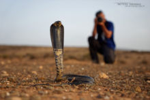 Naja haje legionis, Cobra égyptien, Egyptian cobra, Morocco, Maroc, Desert, sable, Matthieu Berroneau