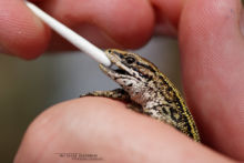 Zootoca vivipara, Zootoca vivipara louislantzi, viviparous lizard, Lézard vivipare, Matthieu Berroneau, France, ADN, sampling, DNA, échantillon, suivi, scientifique