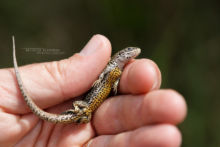 Zootoca vivipara, Zootoca vivipara louislantzi, viviparous lizard, Lézard vivipare, Matthieu Berroneau, France, ADN, sampling, DNA, échantillon, suivi, scientifique