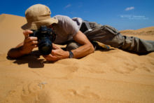 Cerastes vipera, Sahara Sand Viper, Vipère des sables, Matthieu Berroneau, Maroc, Snake, Morocco, photo, shoot