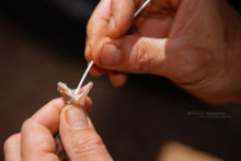 Cerastes vipera, Sahara Sand Viper, Vipère des sables, Matthieu Berroneau, Maroc, Snake, study, hand, main, étude, Morocco, ADN, sampling, DNA