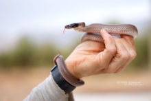 North African Catsnake, Couleuvre-chat d'Afrique du Nord, Telescopus tripolitanus, Maroc, Morocco, Matthieu Berroneau, main, hand