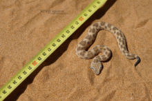 Cerastes vipera, Sahara Sand Viper, Vipère des sables, Matthieu Berroneau, Maroc, Snake, study, hand, main, étude, Morocco