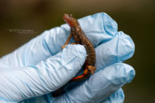 Calotriton asper, Pyrenean Brook Newt, Calotriton des Pyrénées, Euprocte, Matthieu Berroneau, main, gant, hand, manipulation, suivi, étude