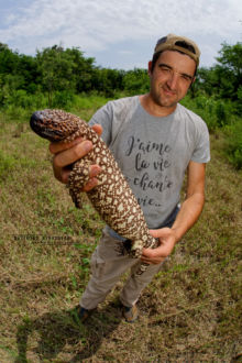 Heloderma horridum, Lézard perlé, Mexican beaded lizard, Lagarto enchaquirado, Mexique, Mexico, Matthieu Berroneau