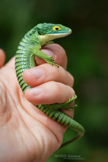 Abronia graminea, Arboreal Alligator Lizard, Lagarto de las bromelias, Mexico, Matthieu Berroneau