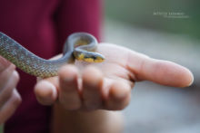 Zamenis longissimus, Couleuvre d'Esculape, Aesculapian snake, France, Matthieu Berroneau, main, hand