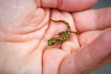 Triturus marmoratus, Triton marbré, marbled newt, Matthieu Berroneau, France, terrestrial stage, phase terrestre, main, hand